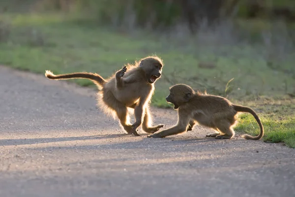 Young baboons playing in a road late afternoon before going back — Stock Photo, Image
