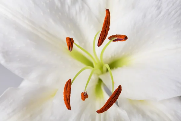 Witte Lelie close-up macro schot in studio op pastel achtergrond — Stockfoto