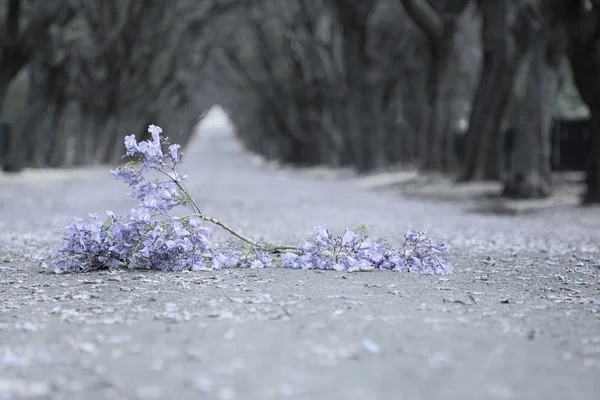 Strada suburbana con linea di alberi jacaranda e piccolo ramo con — Foto Stock