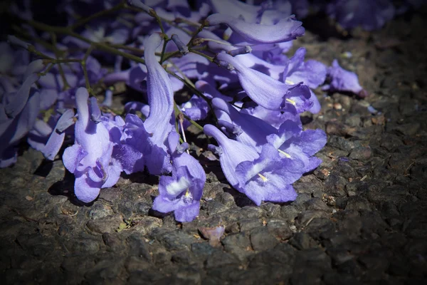 Macro di piccoli fiori di jacaranda viola sdraiato su strada catrame — Foto Stock