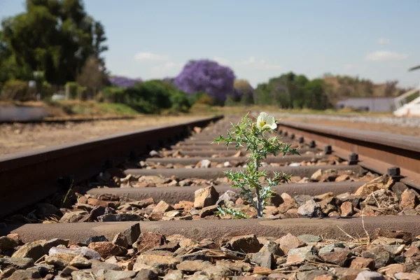 Old used railway tracks in and small flower in colour — Stock Photo, Image