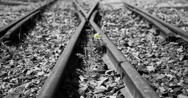 Velho usado trilhos ferroviários em duotone e flor pequena na cor ar — Fotografia de Stock