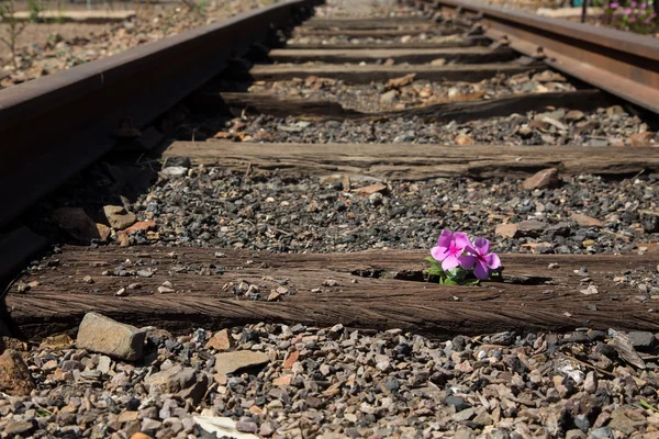 Old used railway tracks in and small flower in colour — Stock Photo, Image