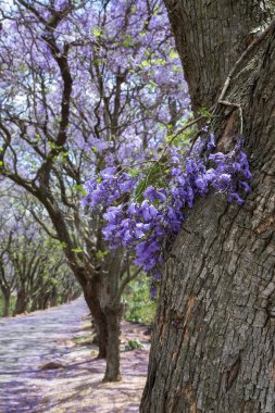 Jakaranda ağaçlar ve küçük şube hattı ile banliyö yol