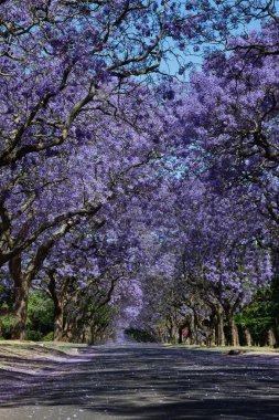 Jakaranda ağaçlar ve küçük şube hattı ile banliyö yol