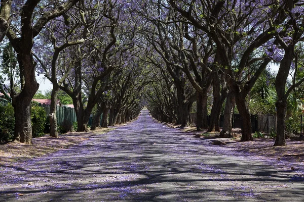 Suburban road with line of jacaranda trees and small flowers