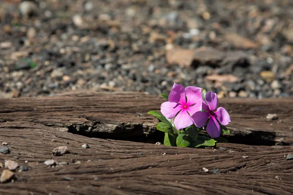 Velho usado trilhos ferroviários em e flor pequena na cor — Fotografia de Stock