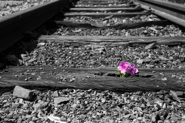 Viejas vías ferroviarias usadas en duótono y pequeña flor en color ar — Foto de Stock