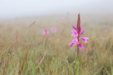 Erken sabah sis makroda küçük ıslak pembe çiçek