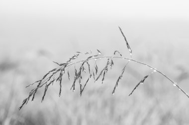 Erken sabah sis sanatsal convers küçük ıslak çim tohumu makroda