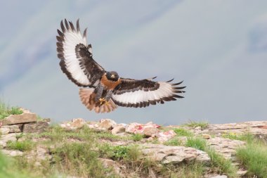 Jackal buzzard landing on rocky mountain in strong wind clipart