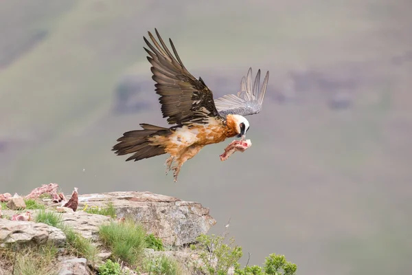 Adult bearded vulture take off from mountain after finding food — Stock Photo, Image