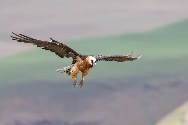 Adult bearded vulture landing on rock ledge where bones are avai — Stock Photo, Image