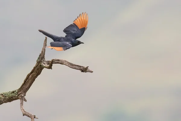 红翅椋鸟从一根枯树枝上起飞 — 图库照片