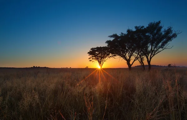 Nascer do sol matinal sem nuvens frio com árvores, grama marrom e nevoeiro — Fotografia de Stock