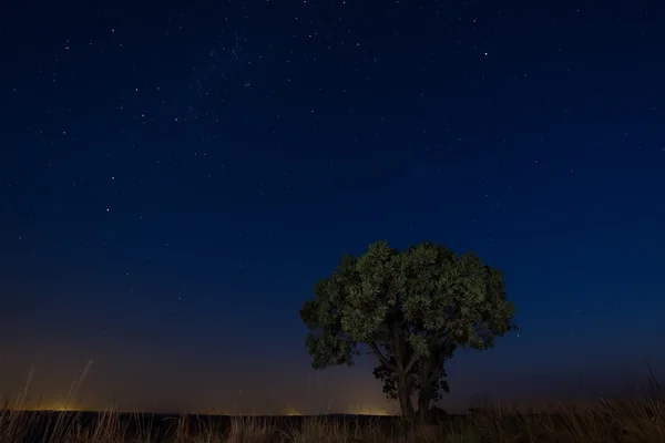 Star scape with lone tree brown grass and Milky Way soft light — Stock Photo, Image