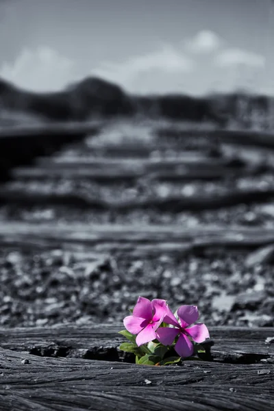 Old used railway tracks in duotone and small flower in colour ar — Stock Photo, Image