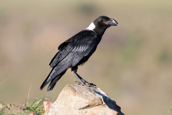 White necked raven perching on a rock on top of a mountain — Stock Photo, Image