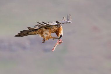 Yetişkin sakallı akbaba çıkar dağdan gıda bulduktan sonra