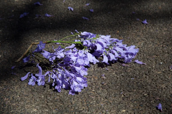Makro aus kleinen lila Jacaranda-Blüten, die auf der Teerstraße liegen — Stockfoto