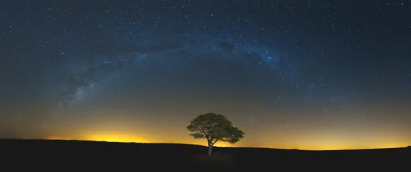 Star scape with lone tree brown grass and Milky Way and soft lig — Stock Photo, Image