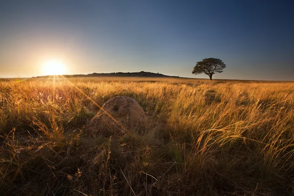Magiczne zachody słońca w Afryce z samotnym drzewem na wzgórze i nie ma chmur — Zdjęcie stockowe