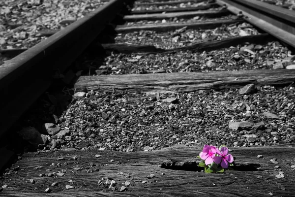 Old used railway tracks in duotone and small flower in colour ar — Stock Photo, Image