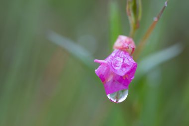 Erken sabah sis makroda küçük ıslak pembe çiçek