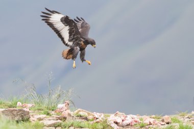 Jackal buzzard landing on rocky mountain in strong wind clipart