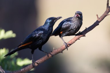 Kırmızı kanatlı starlings WIT Tarih şube Kur ile meşgul çifti