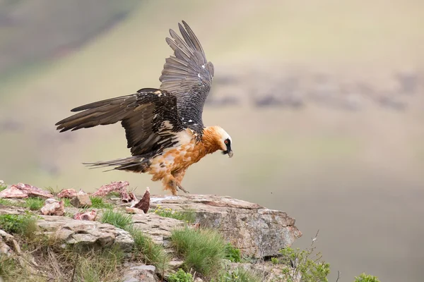 Dult bearded vulture landing on rock ledge where bones are avail — Stock Photo, Image