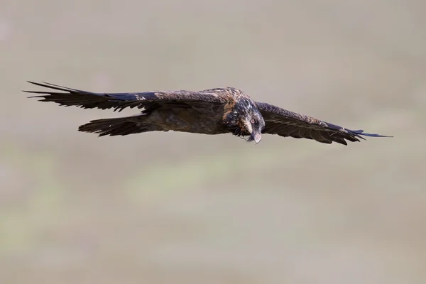 Abutre barbudo voando e deslizando nas montanhas — Fotografia de Stock