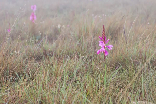 Маленька мокра рожева квітка макрос в ранковому тумані — стокове фото