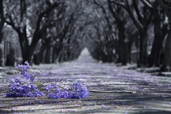 Suburban road with line of jacaranda trees and small branch with — Stock Photo, Image