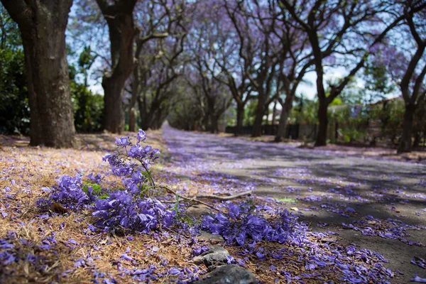 Suburban road med linje jacaranda träd och liten gren med — Stockfoto