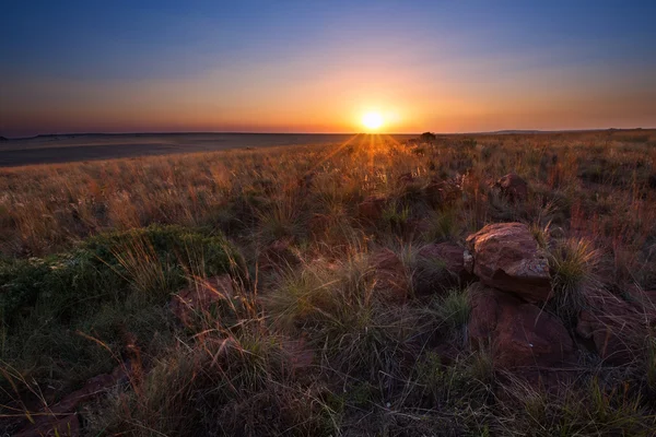 Magical sunset in Africa with a lone tree on hill and no clouds — Stock Photo, Image