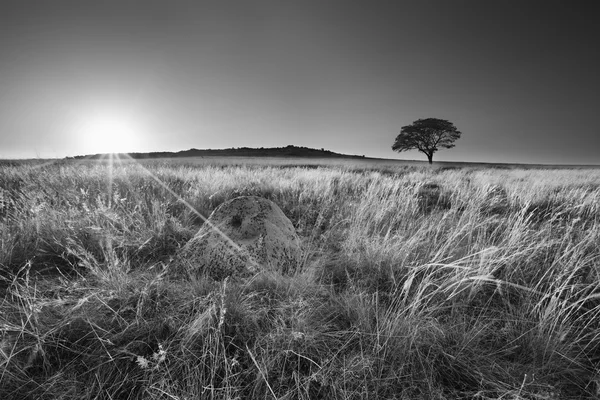 Salida del sol de la mañana fría sin nubes con un árbol, cono artístico de hierba —  Fotos de Stock