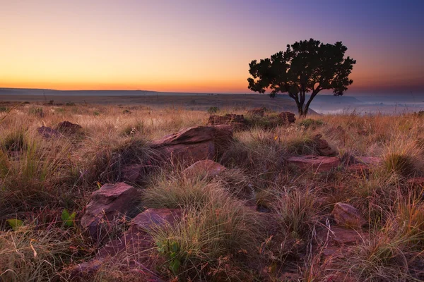 Puesta de sol mágica en África con un árbol solitario en la colina y sin nubes —  Fotos de Stock