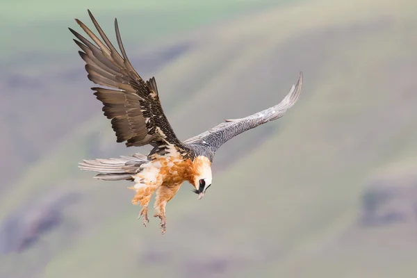 Buitre barbudo adulto aterrizando en la cornisa de roca donde los huesos están avai —  Fotos de Stock