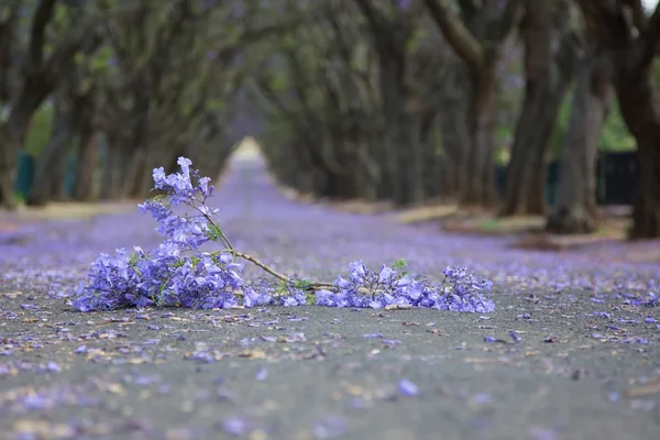 Suburban road with line of jacaranda trees and small branch with — Stock Photo, Image