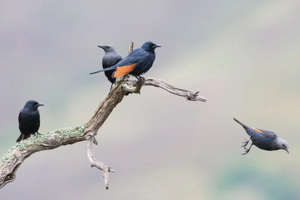 Red-winged starling take off from a dry branch — Stock Photo, Image