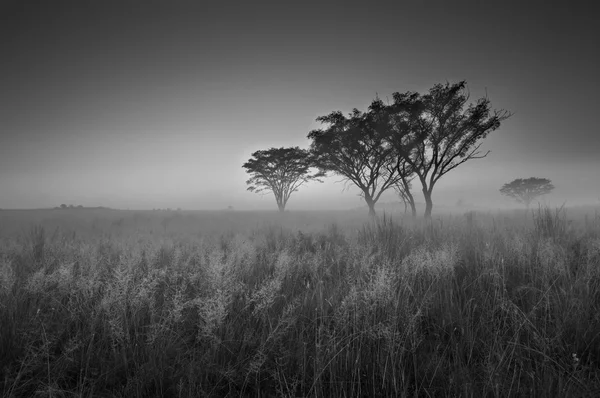 Mattina fredda senza nuvole alba con alberi, erba e nebbia in arti — Foto Stock