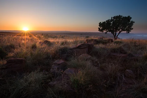 Magische zonsondergang in Afrika met een eenzame boom op heuvel en geen wolken — Stockfoto