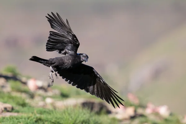 White necked raven gliding is a strong wind on top of maointain — Stock Photo, Image