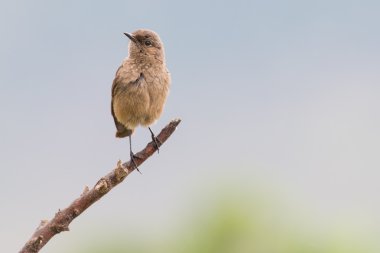 Bir dal yeşili kahverengi renklerle oturan tanıdık sohbet