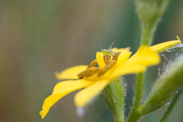 Macro de un pequeño saltamontes verde sobre flor amarilla en busca de —  Fotos de Stock