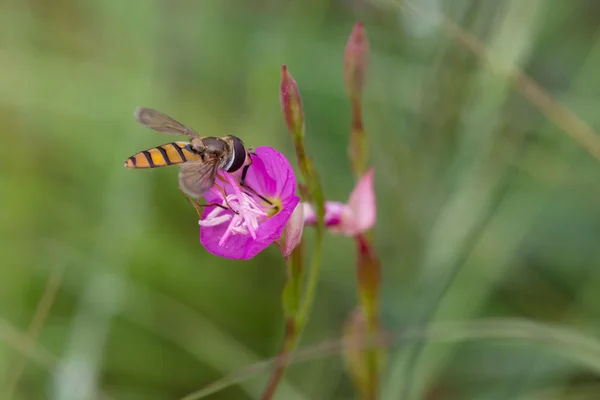 Macro de uma pequena abelha selvagem em flor rosa à procura de comida — Fotografia de Stock