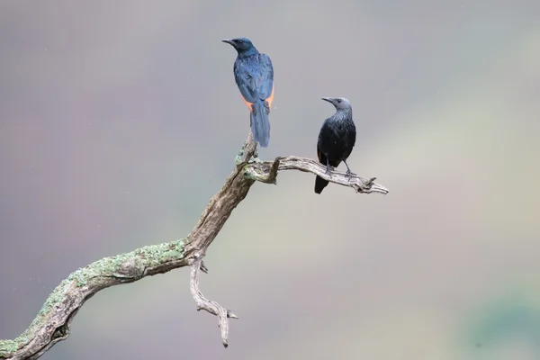 Red-winged starling pair sit on a dry branch with spread wings — Stock Photo, Image