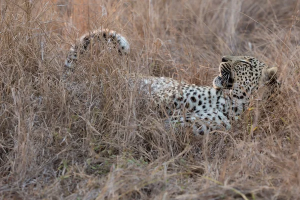 Леопард лежит в длинной коричневой траве расслабляясь перед охотой — стоковое фото