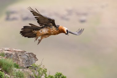 Adult bearded vulture take off from mountain after finding food clipart